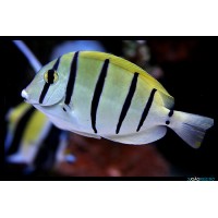 Acanthurus Triostegus 